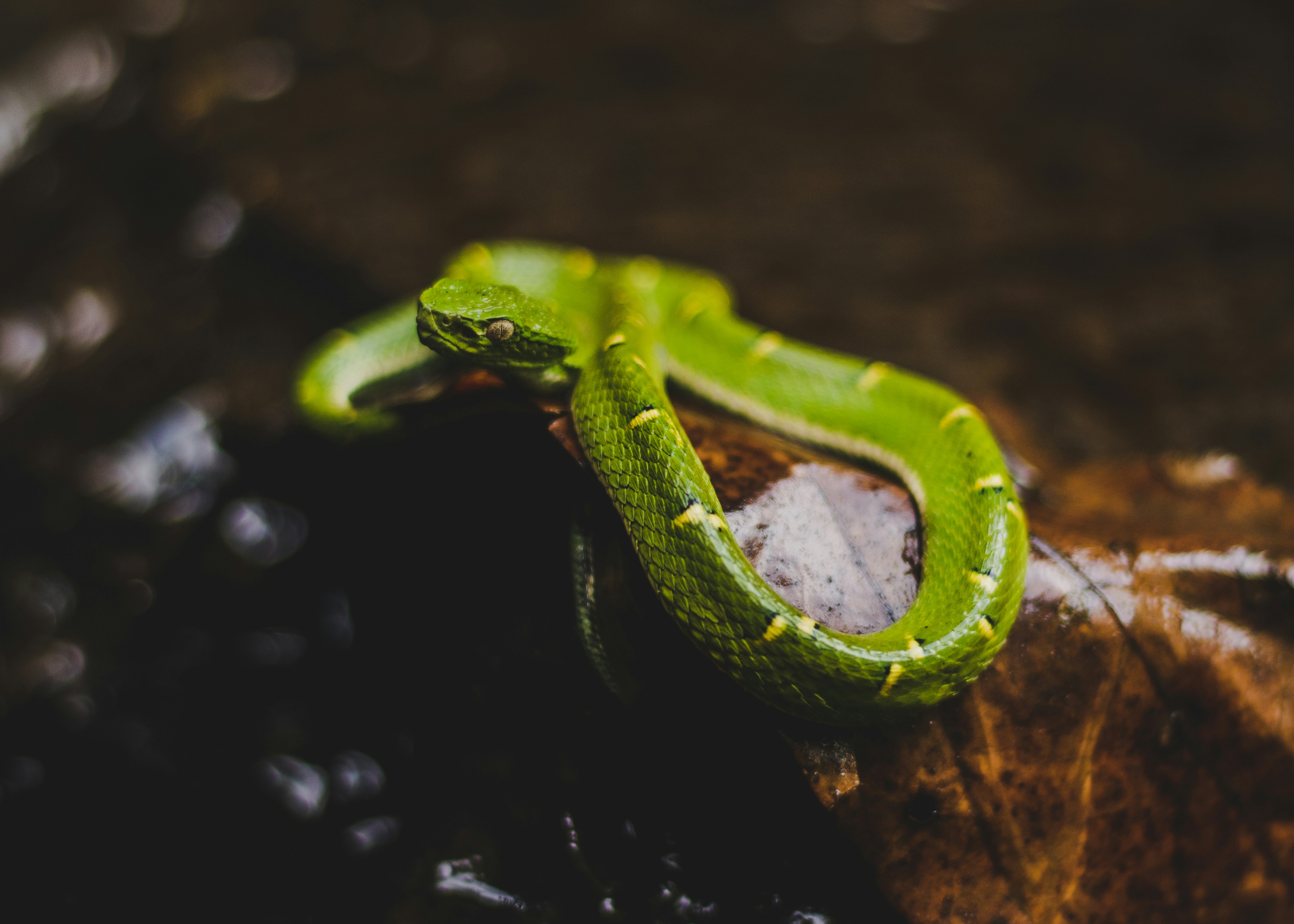 green snake on brown rock
