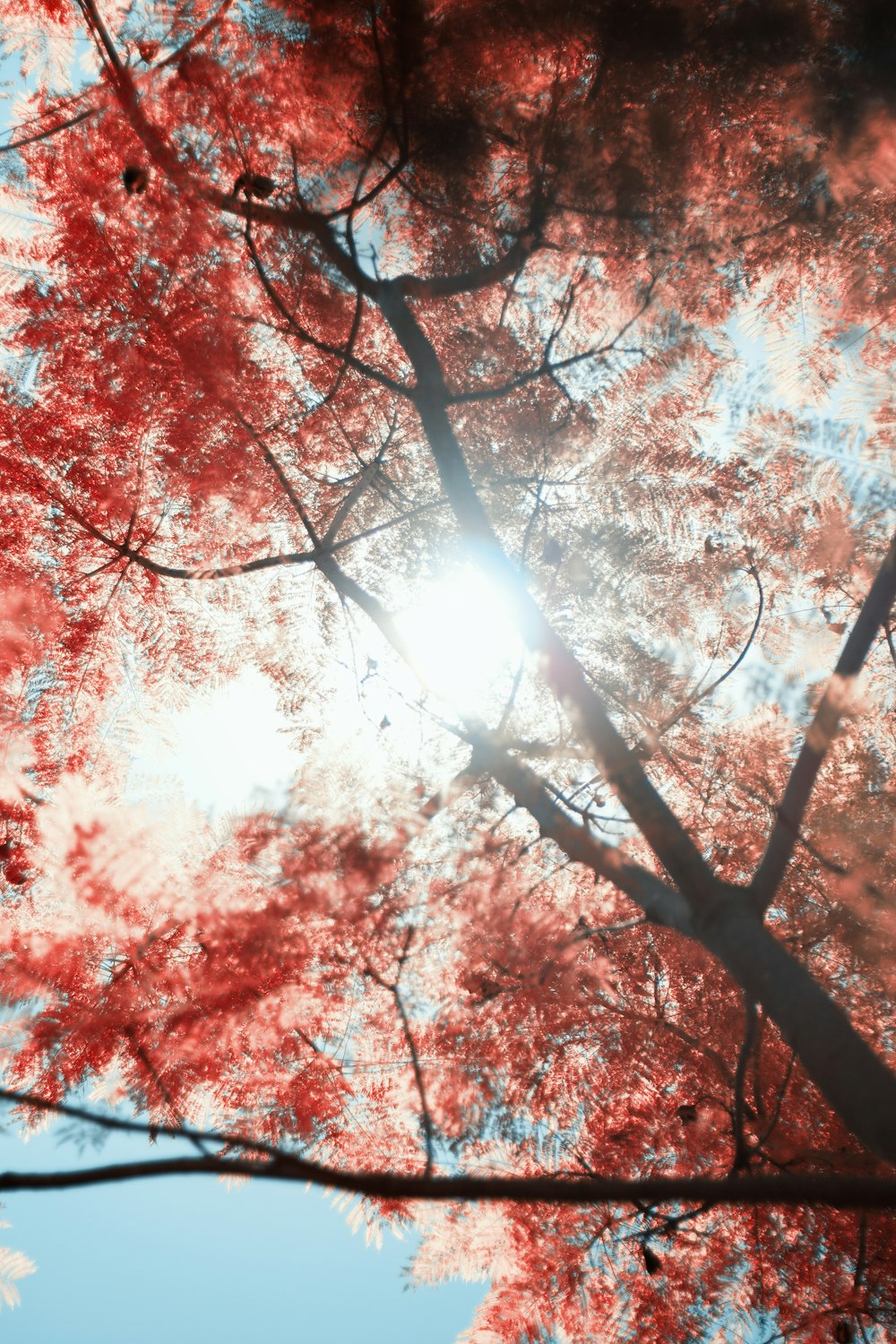 昼間の青空に映える赤や茶色の木々