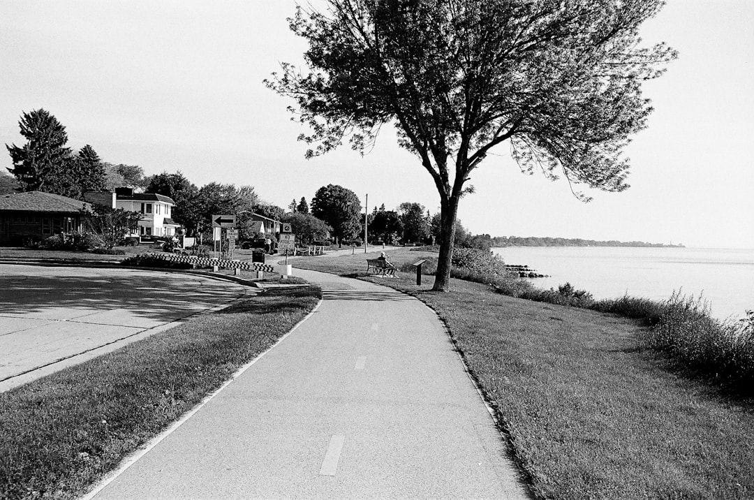 grayscale photo of trees near road