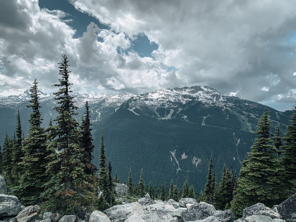 green pine trees on mountain under white clouds during daytime