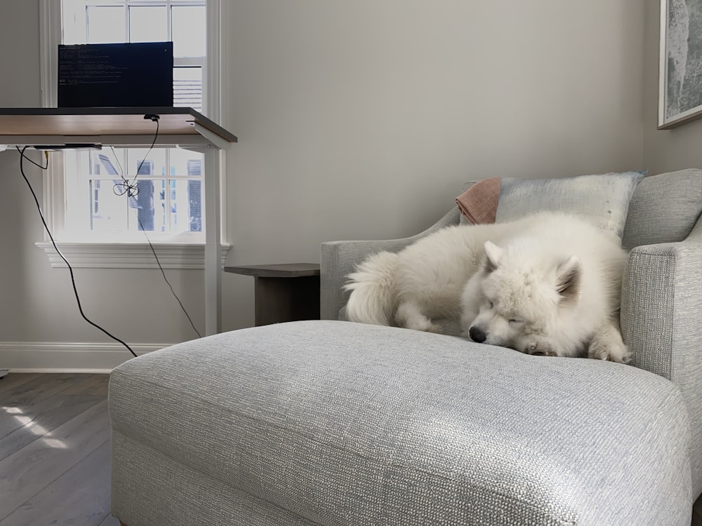 white long coated dog on white couch