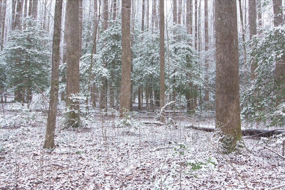 brown trees on forest during daytime