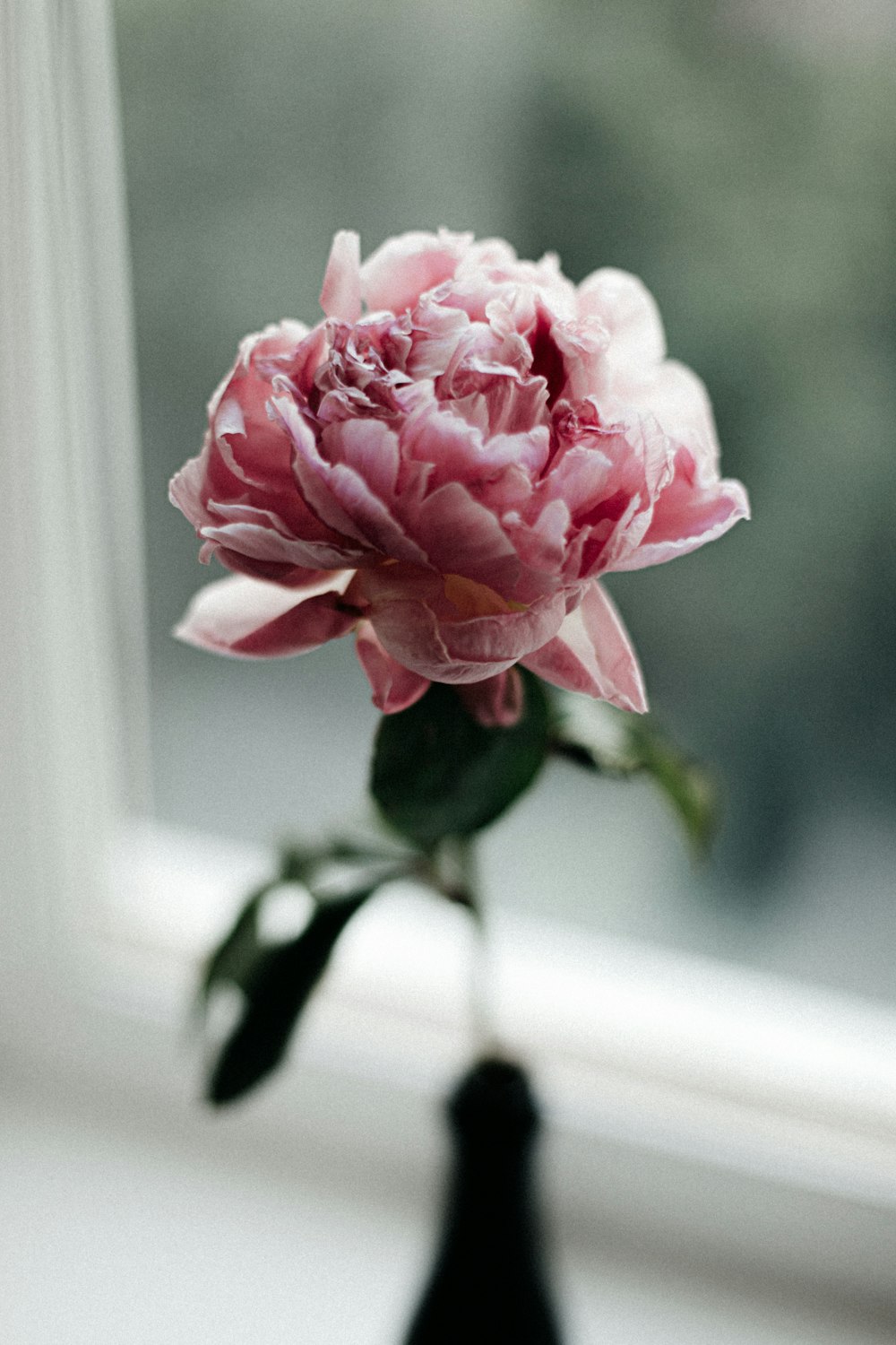 pink rose in close up photography