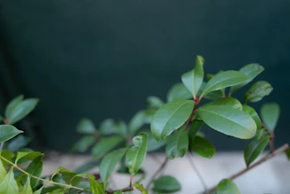 Close-up of freshly pruned branches with green leaves against a dark green background.