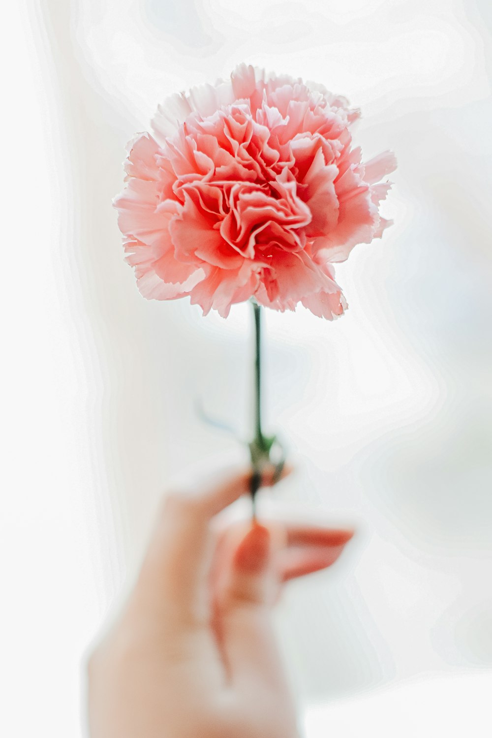 person holding pink rose in close up photography