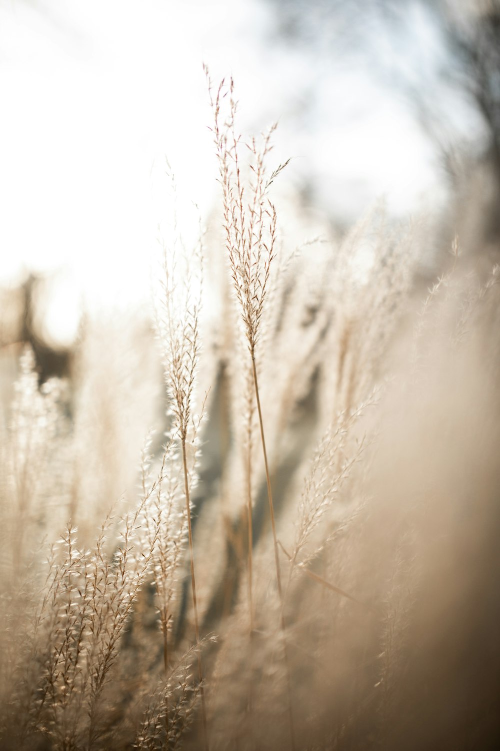 brown grass field during daytime