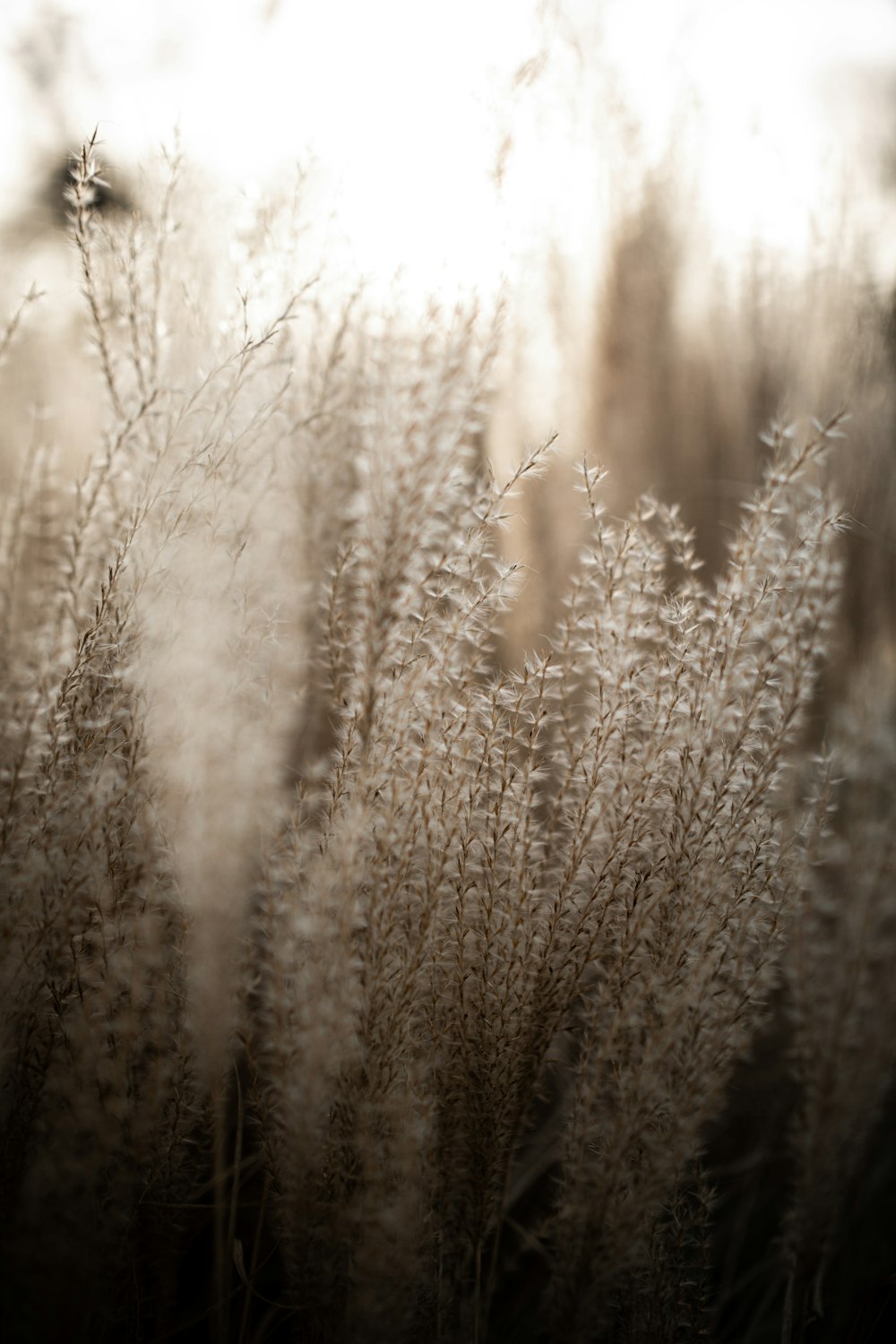 brown wheat field during daytime