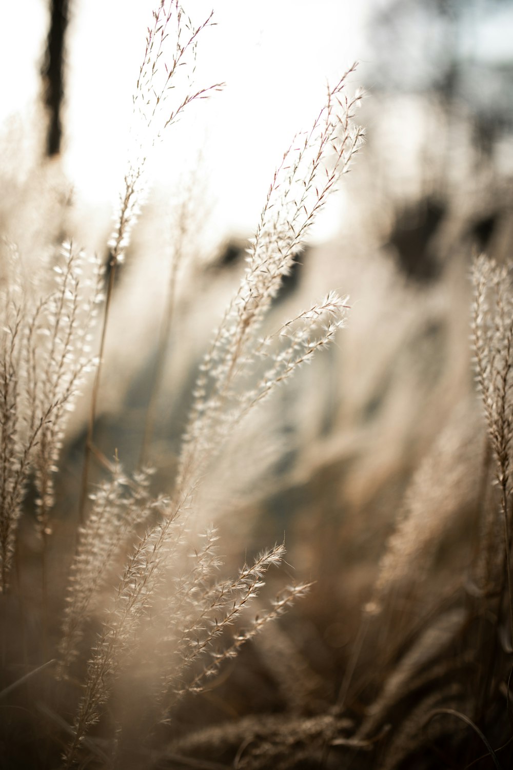 white and brown plant during daytime