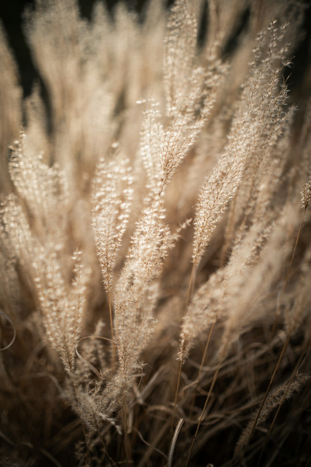 Campo de trigo marrón durante el día