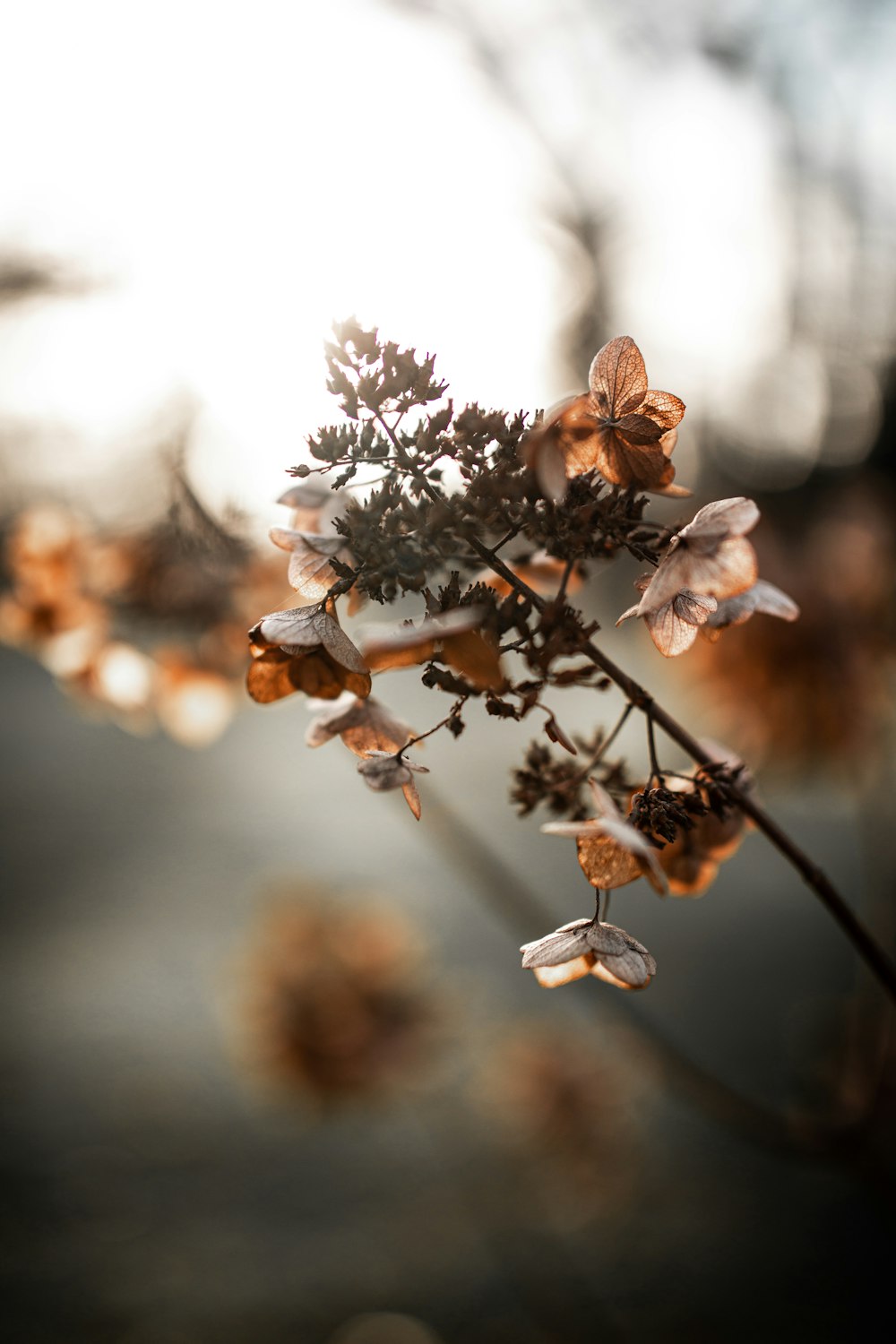 white and brown flower in tilt shift lens