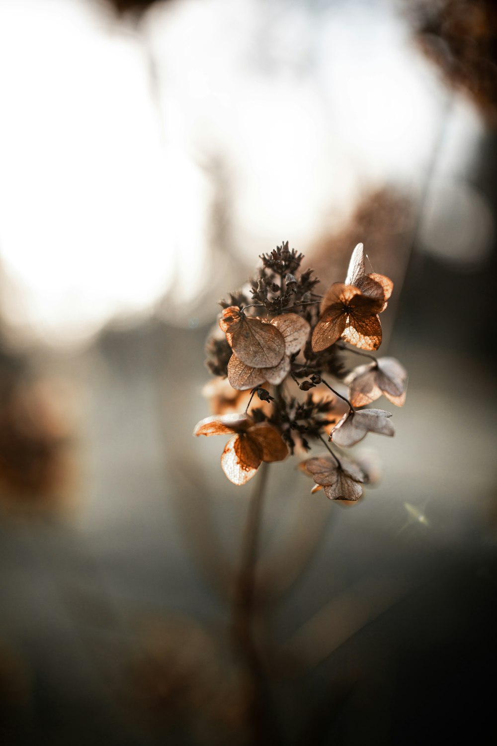brown and white flower in tilt shift lens