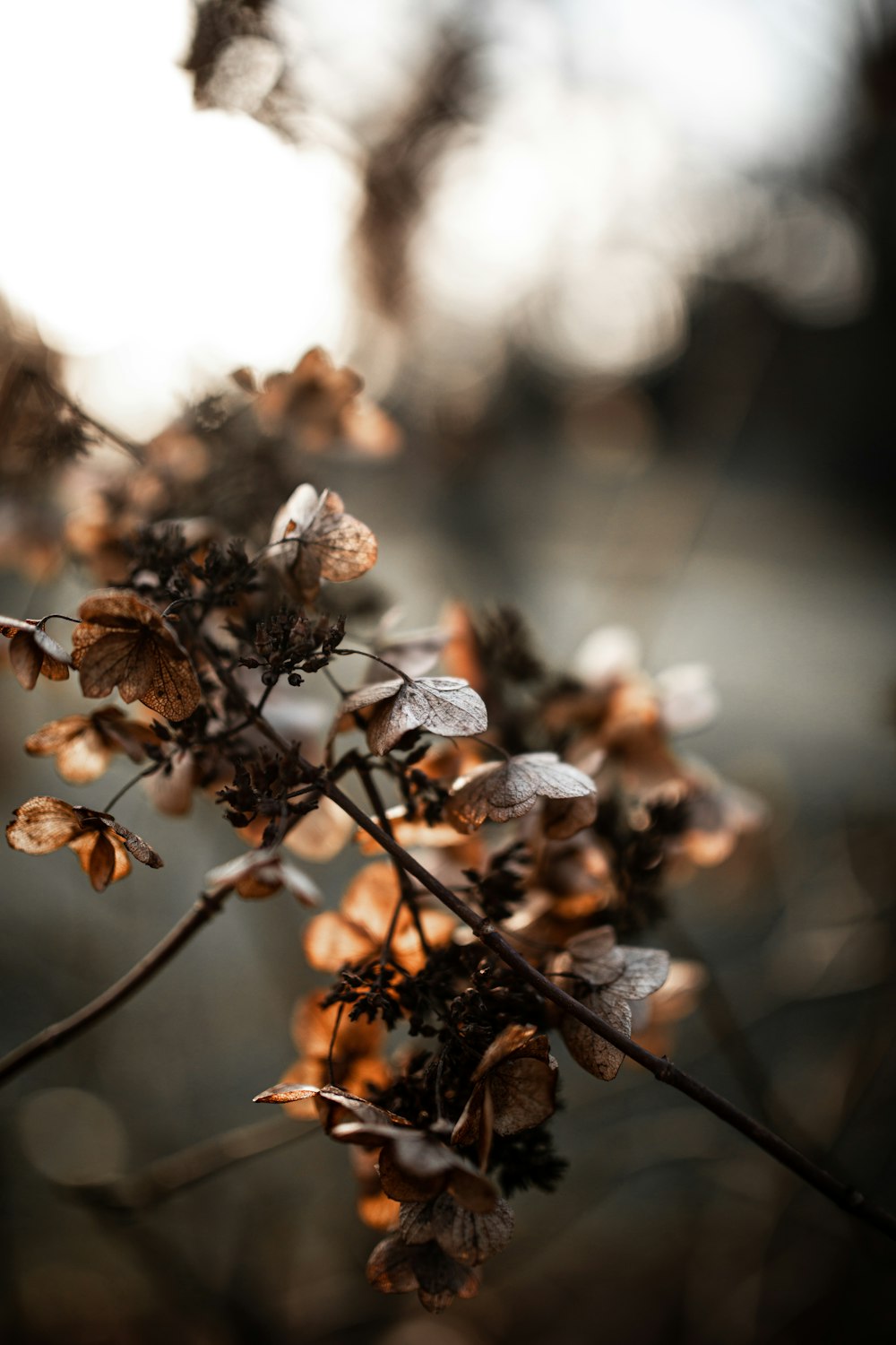 brown and white flower in tilt shift lens