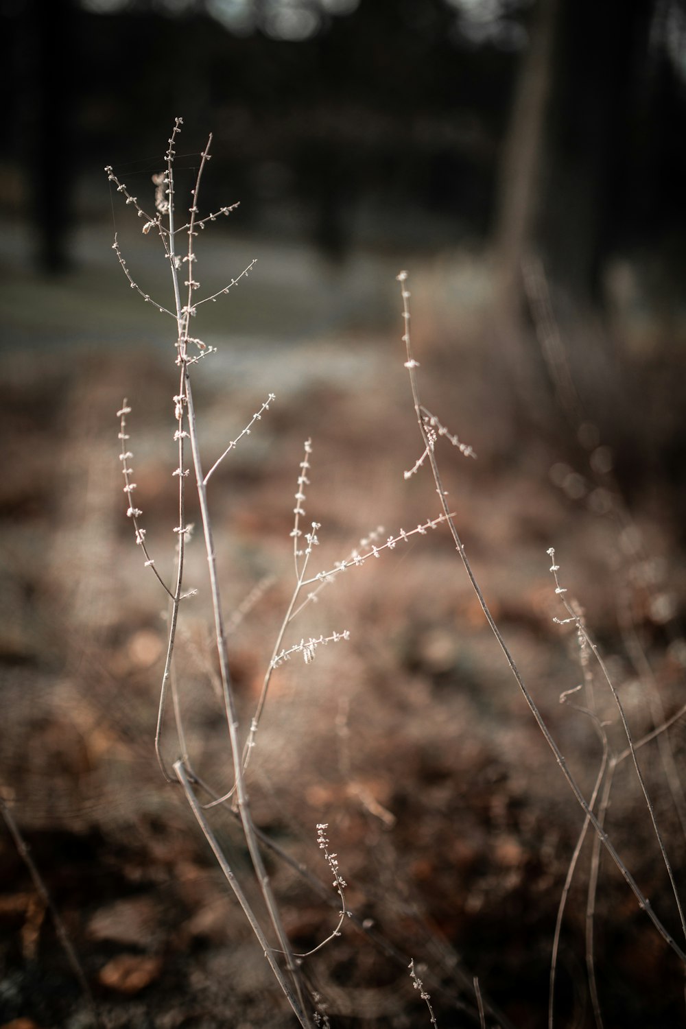 white and brown plant during daytime