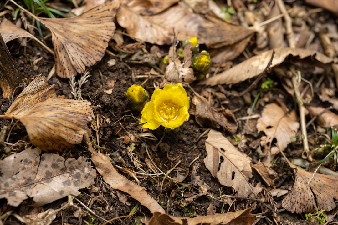 yellow flower on brown dried leaves