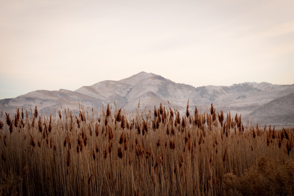 brown wheat field near mountain during daytime