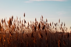 brown wheat field during daytime