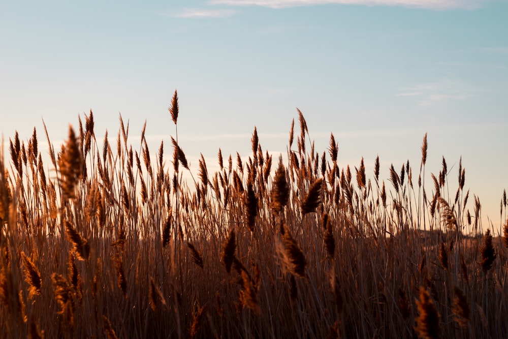 brown wheat field during daytime