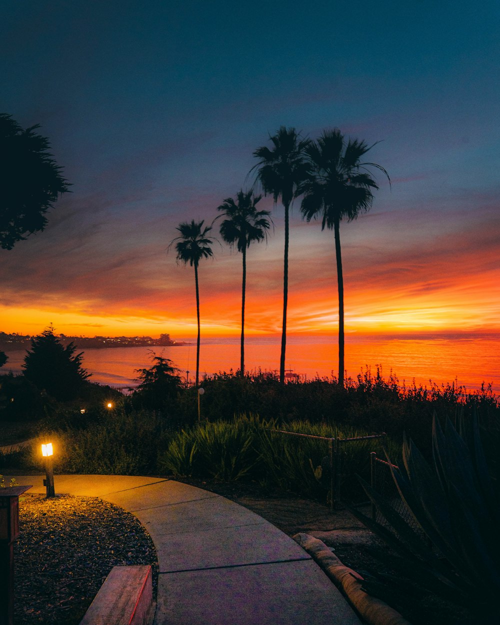 palm trees near body of water during sunset