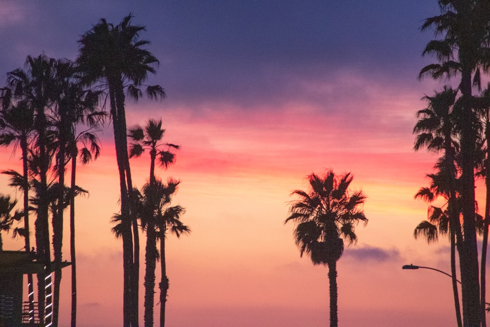 palm tree under orange sky