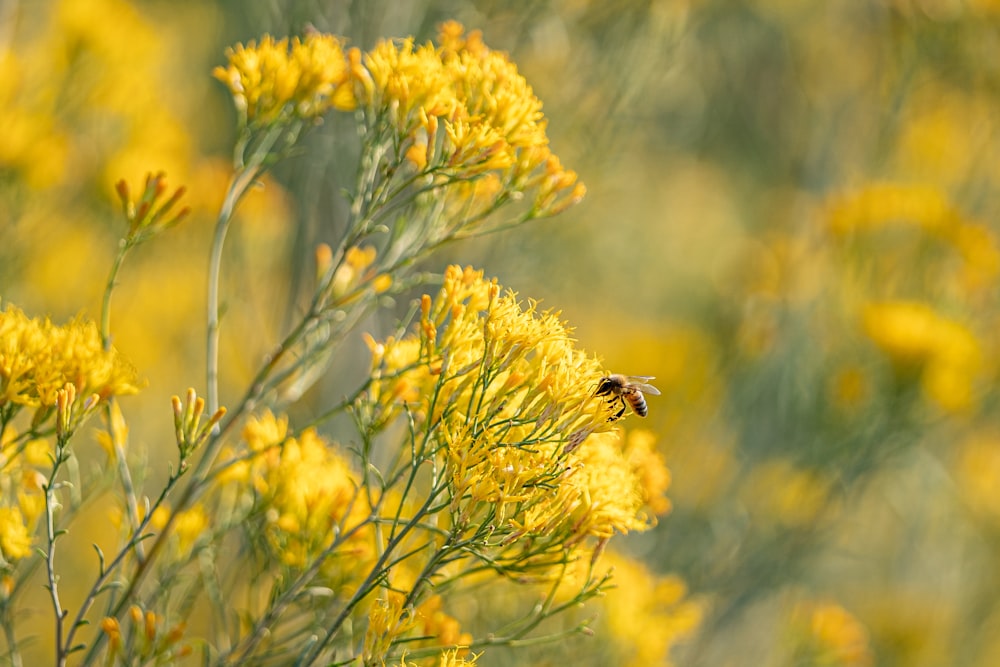 black and yellow bee on yellow flower