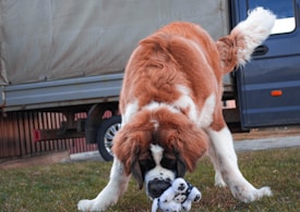 A large, fluffy dog is bending down to play with a small stuffed toy on a grassy area. The dog has a thick, brown and white coat and appears to be energetic and playful. In the background, there is a parked vehicle with an open back, indicating an outdoor, possibly residential setting.