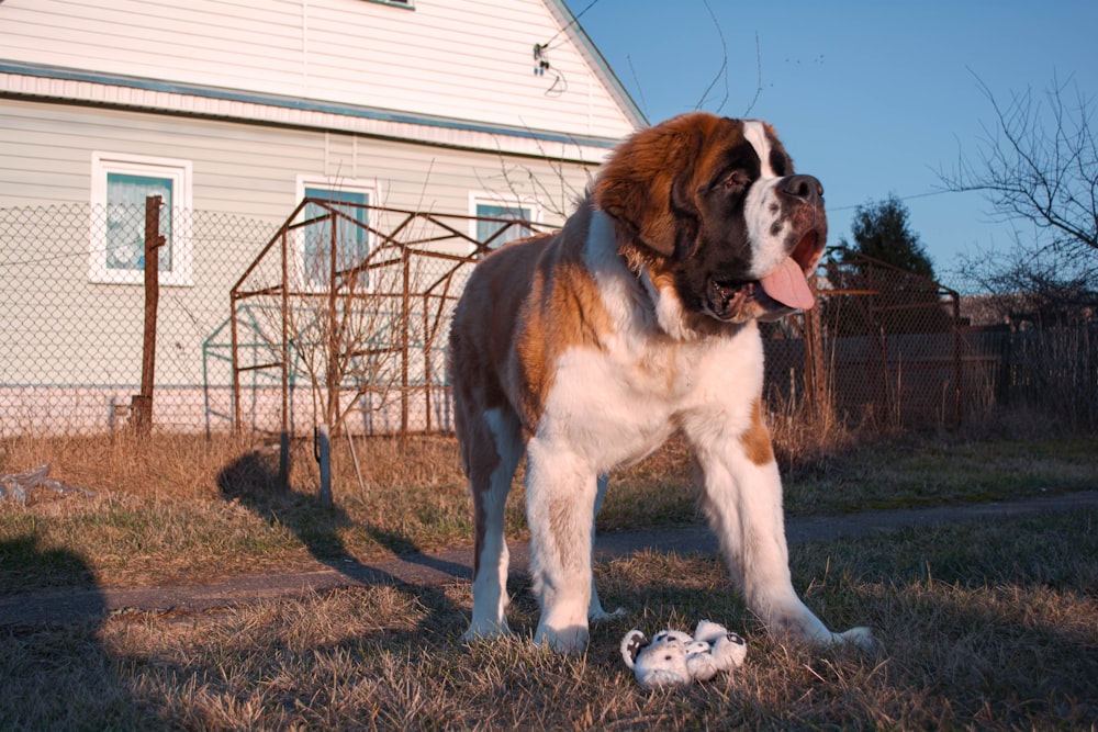 cão marrom e branco no campo de grama marrom