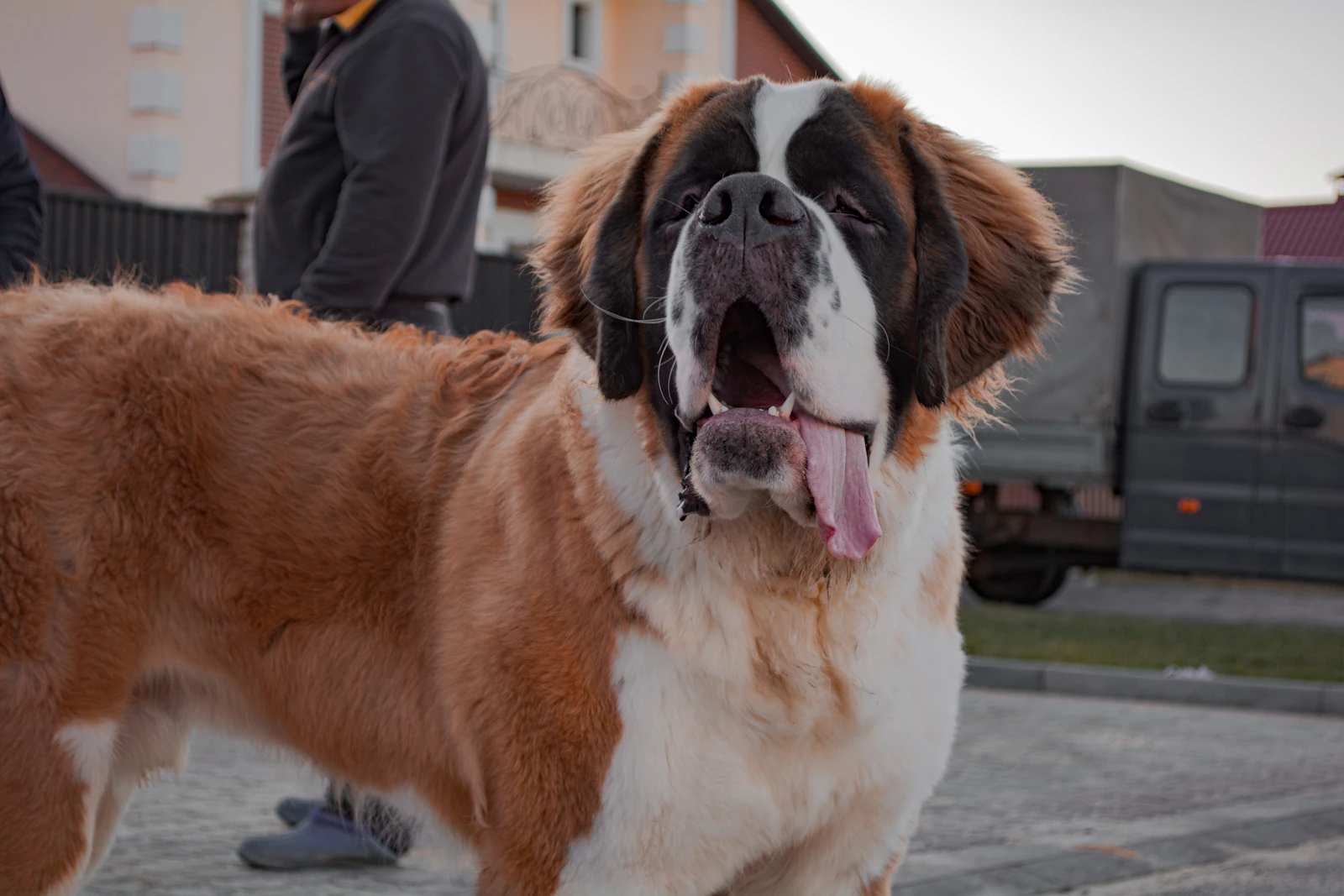 Adult brown and white Saint Bernard outdoors, photo on Unsplash