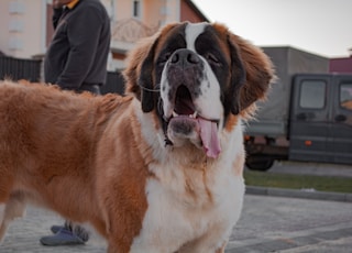 brown and white saint bernard