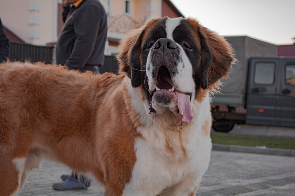 brown and white saint bernard