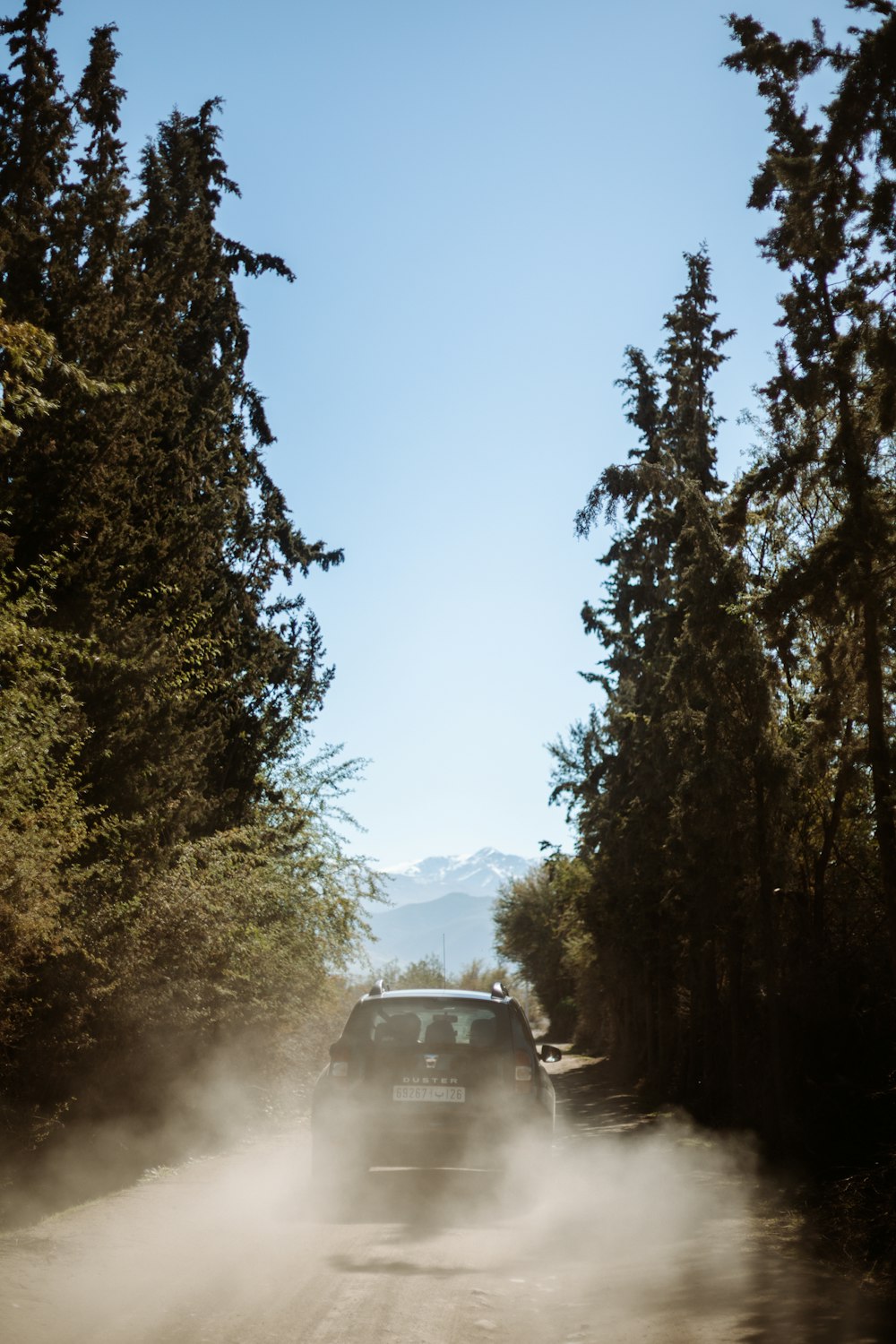 black car on road between trees during daytime