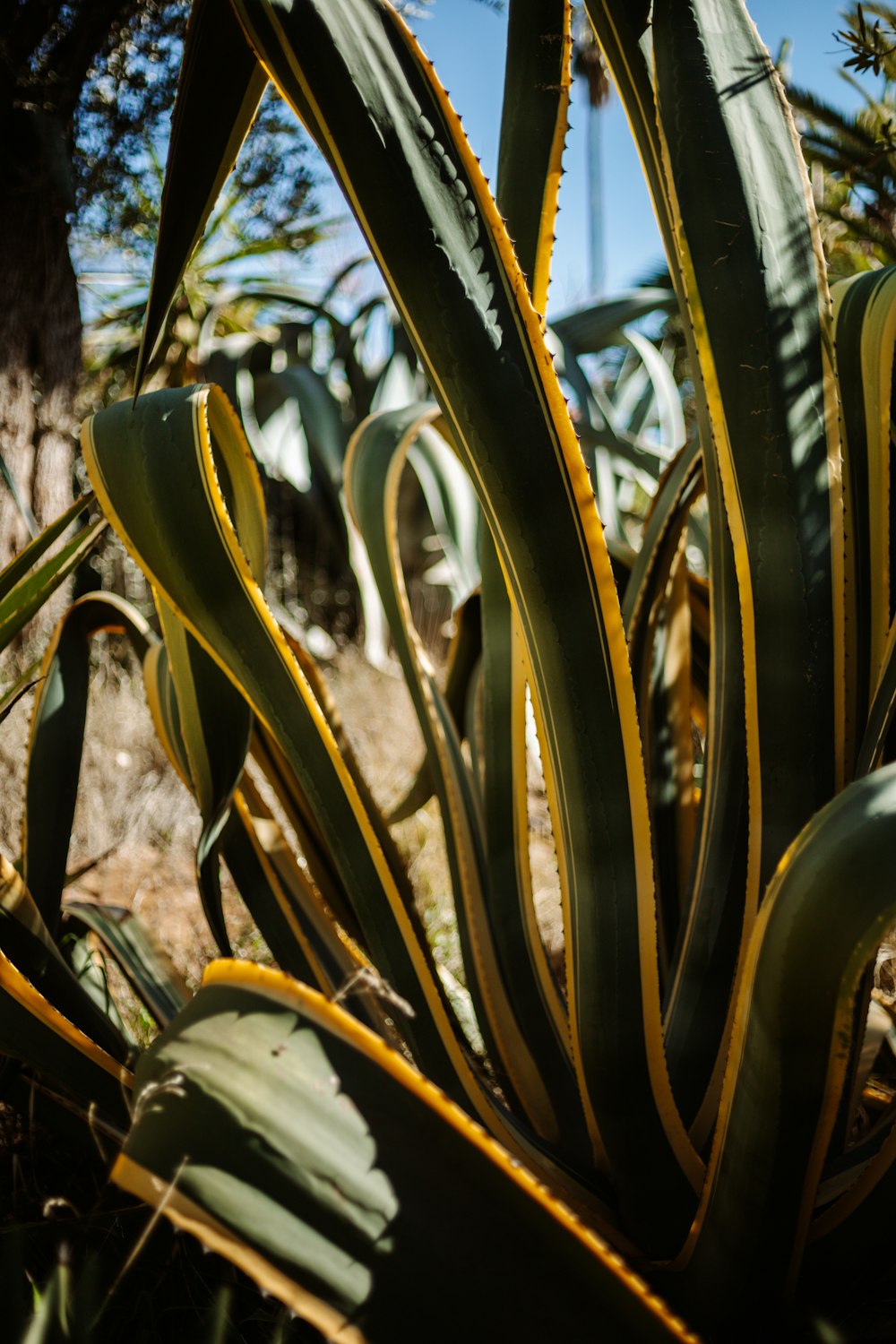 green and yellow plant during daytime