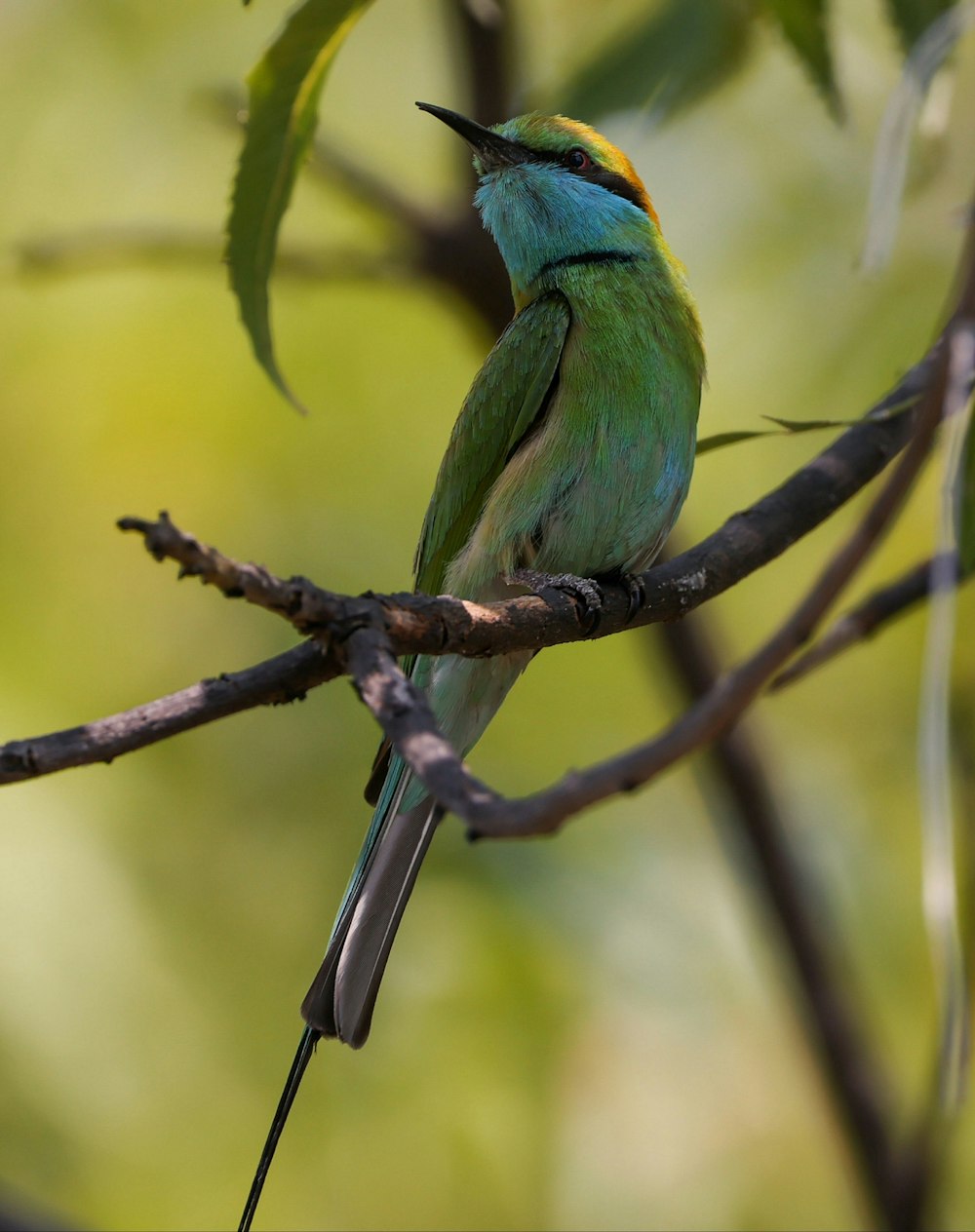 green and yellow bird on tree branch