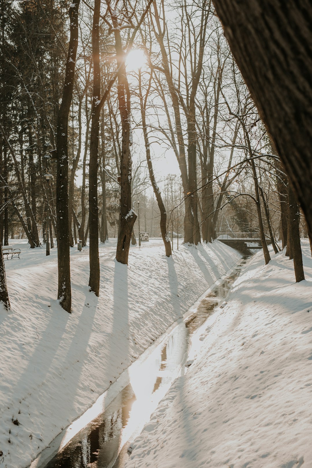 brown trees on snow covered ground during daytime