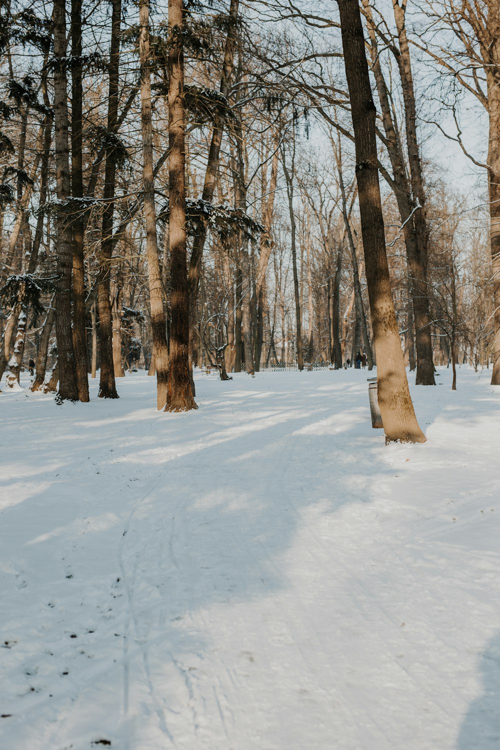 brown trees on snow covered ground during daytime