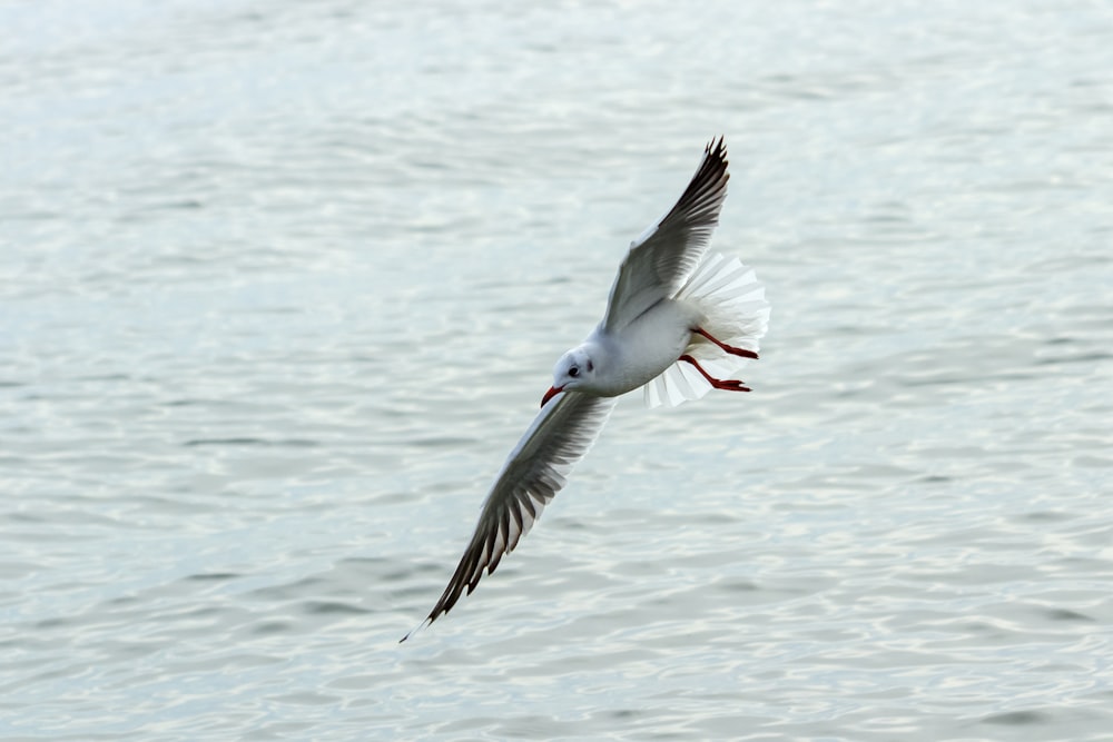 white bird flying over the sea during daytime