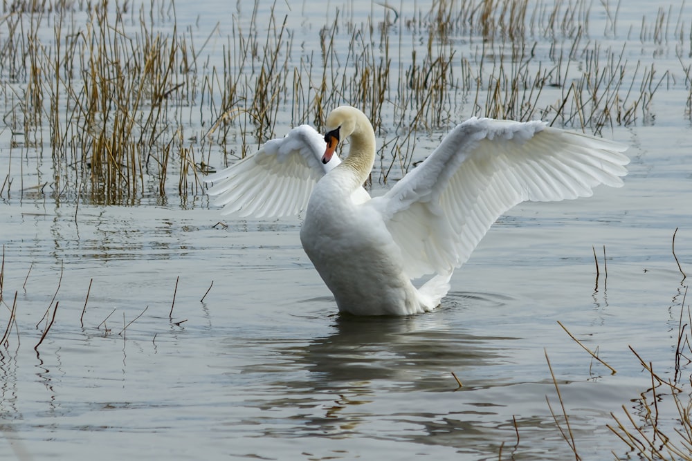 white swan on water during daytime