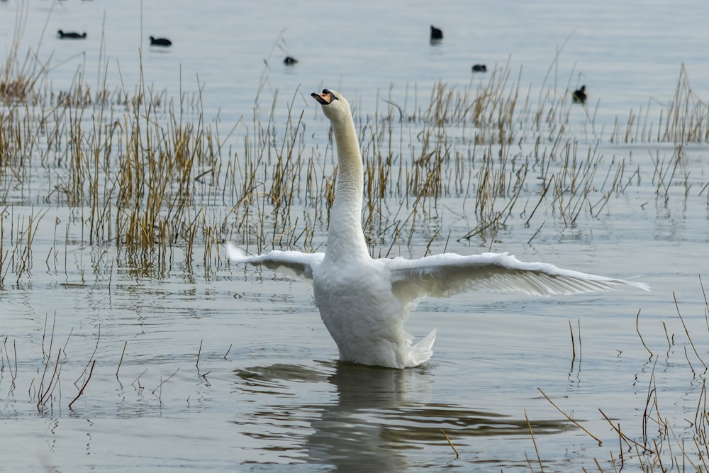 昼間の水上の白い白鳥