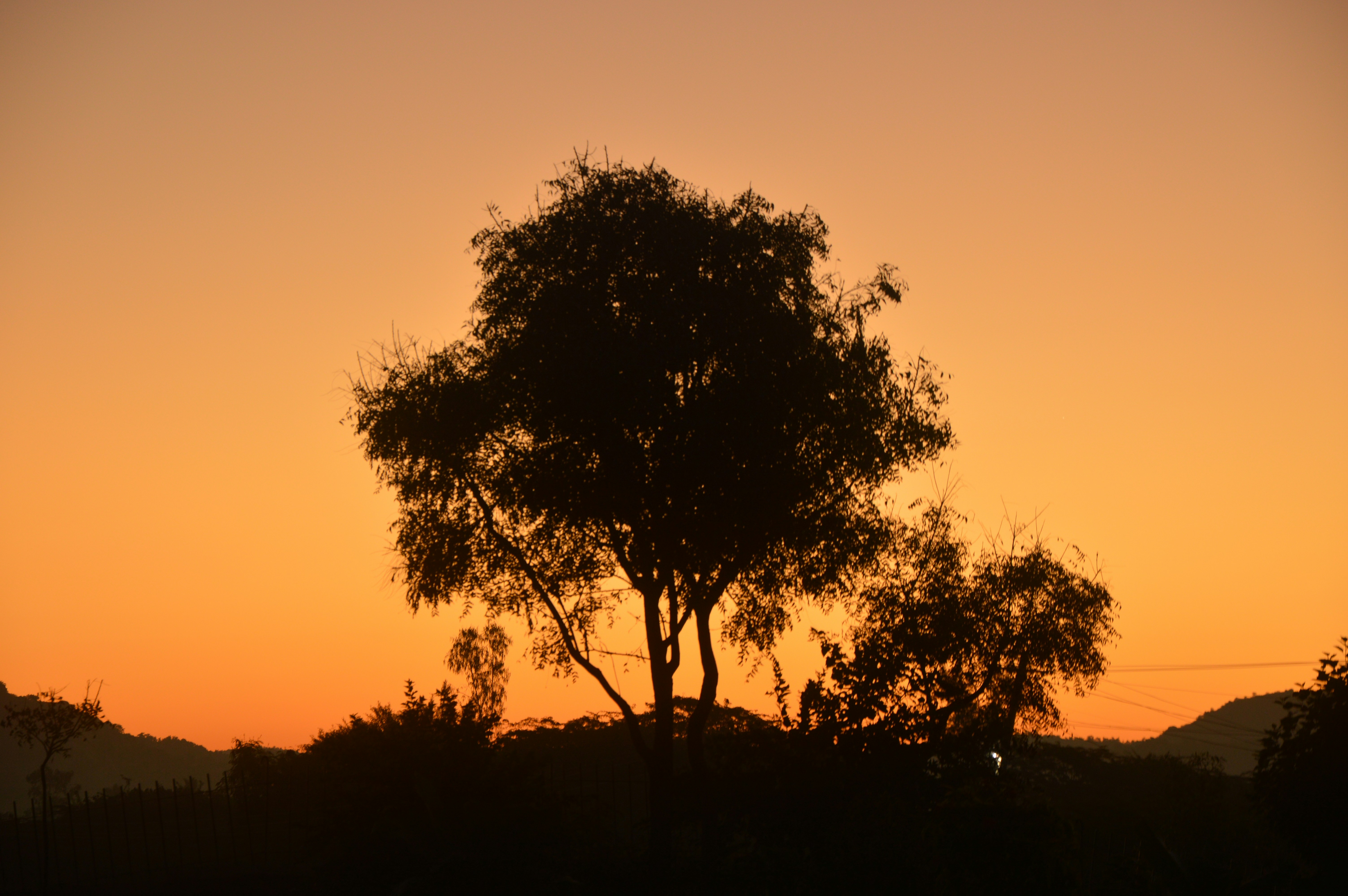 silhouette of tree during sunset