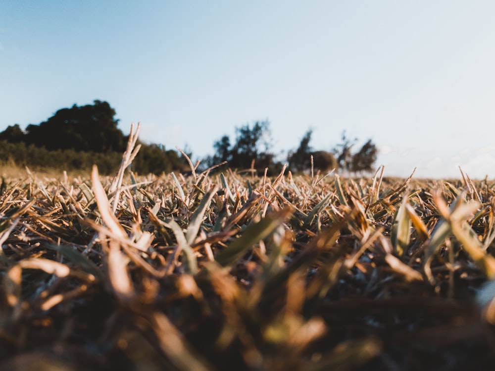 brown grass field during daytime