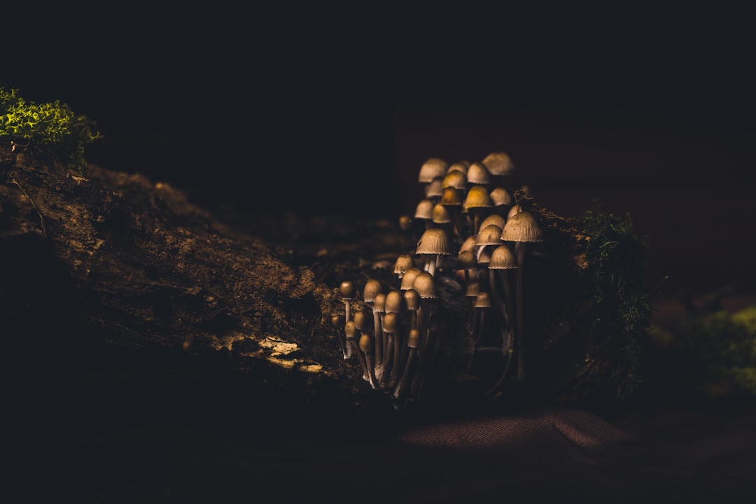 brown wooden sticks on brown sand during nighttime