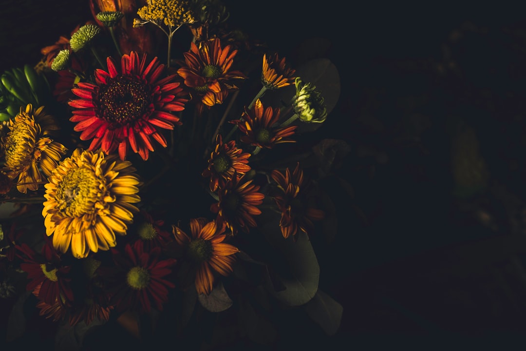 yellow sunflower in dark room