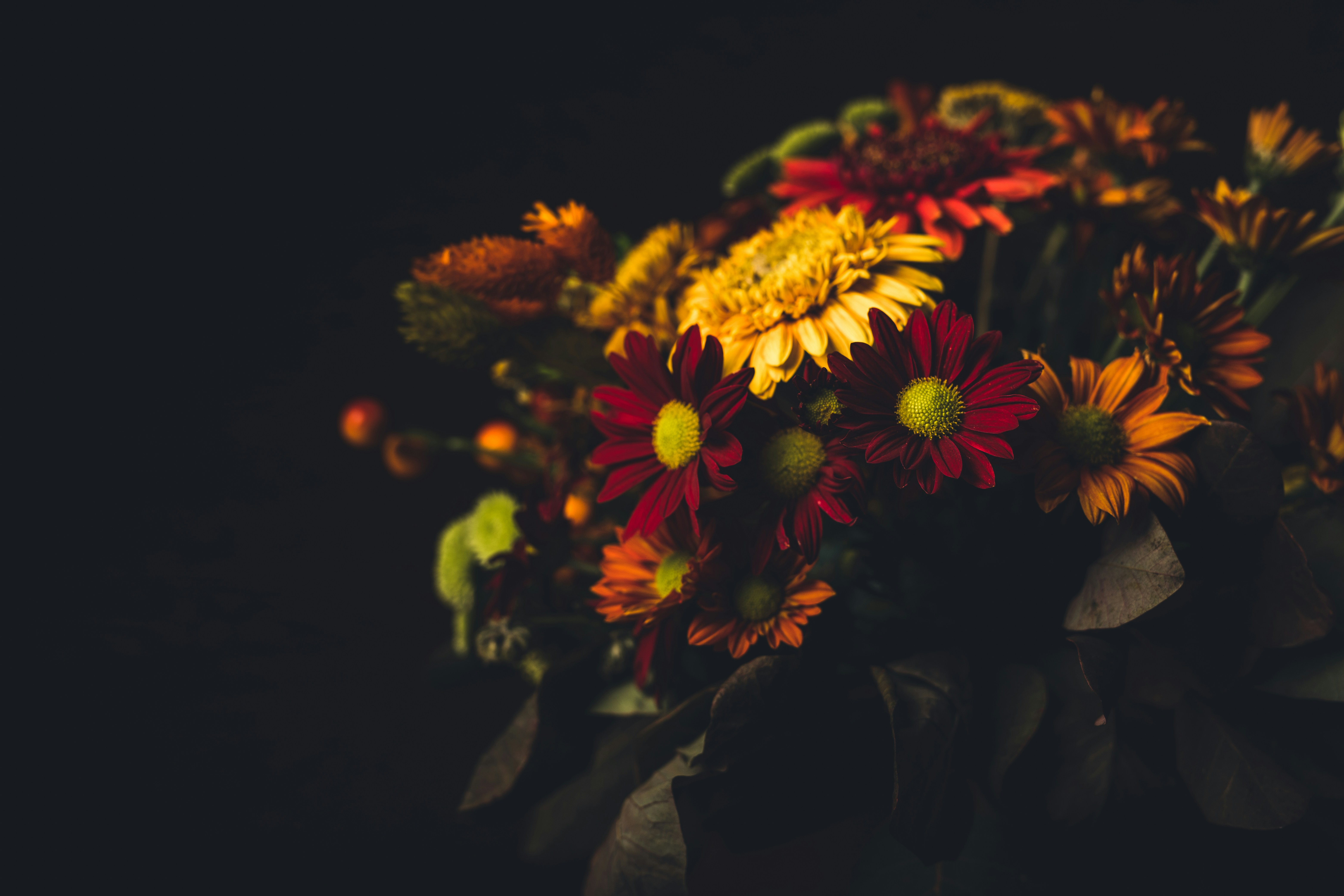 yellow and red flowers in black background photo Free Dark moody