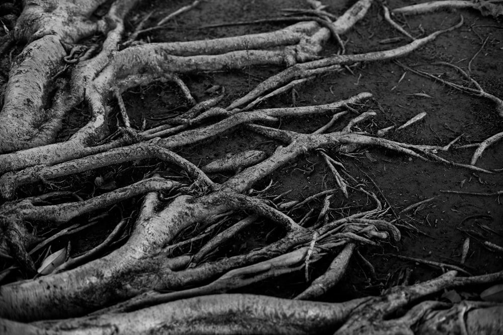 grayscale photo of dried tree branches
