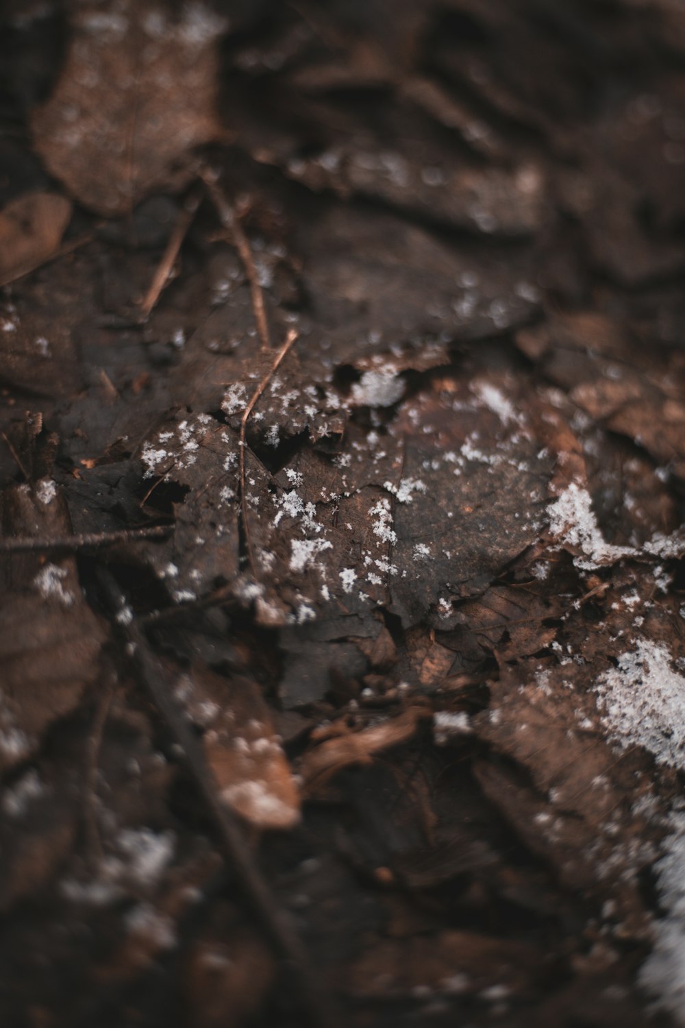 brown dried leaves on ground