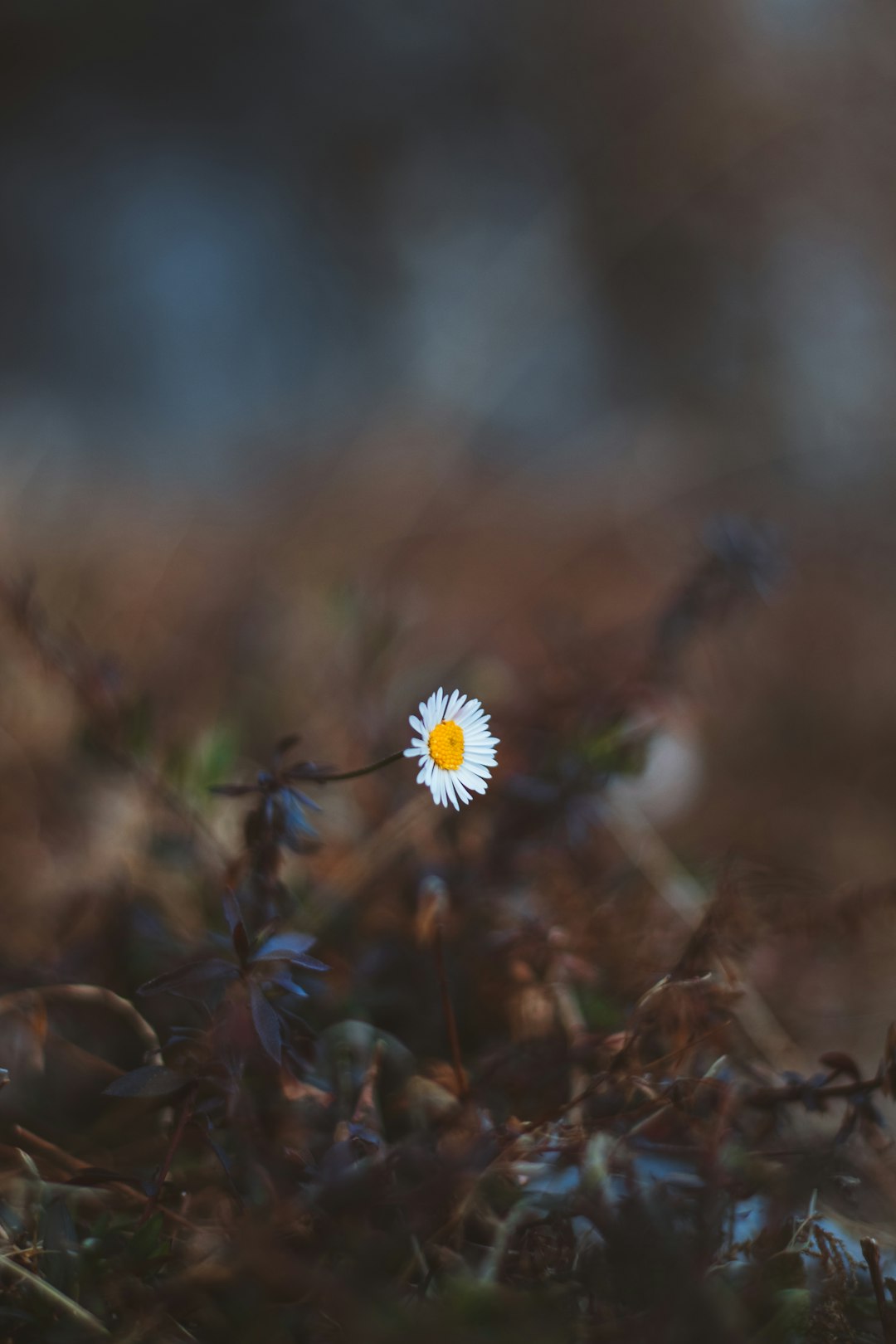 white flower in tilt shift lens