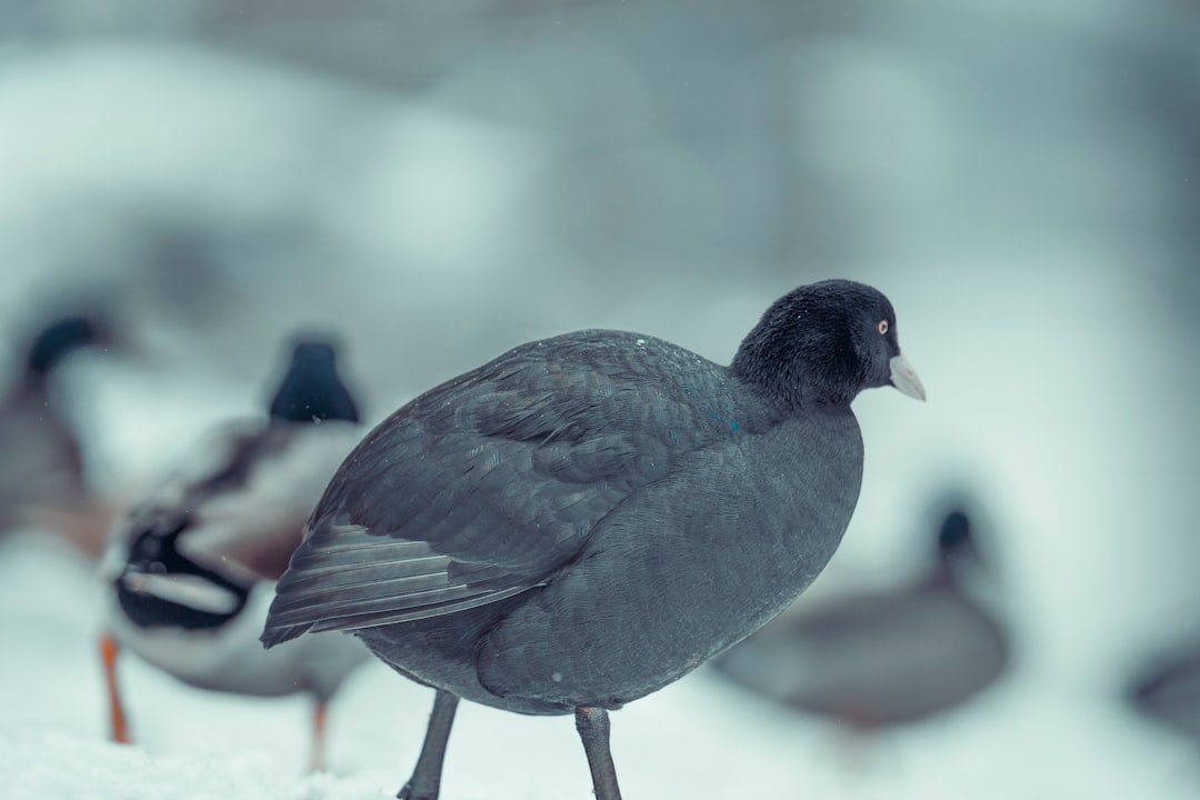 black bird on white surface