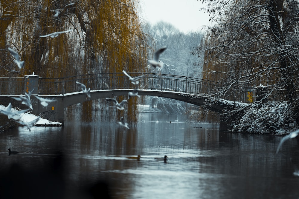 white bird flying over the river during daytime