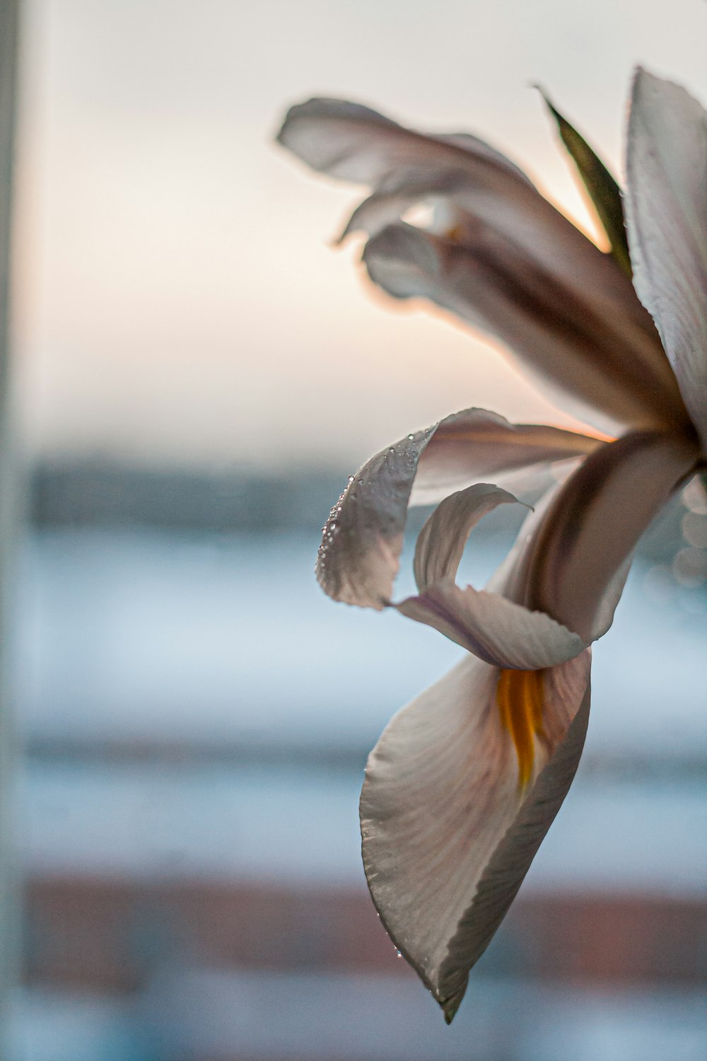 white and yellow flower in close up photography