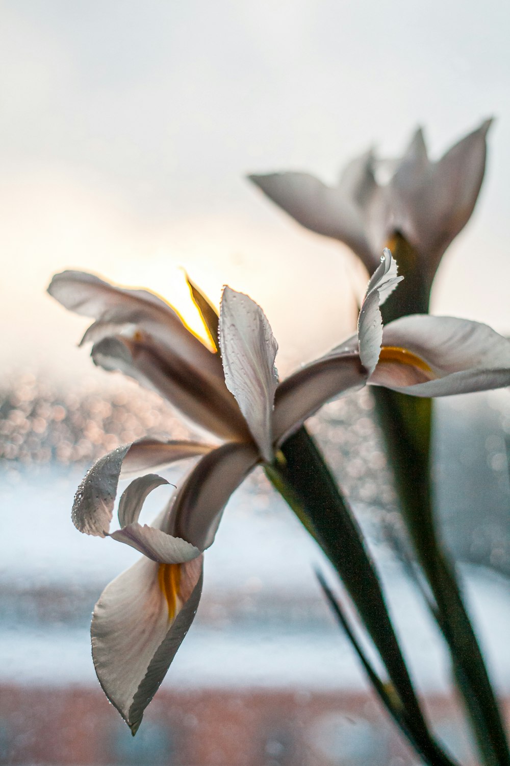 white and yellow flower in tilt shift lens