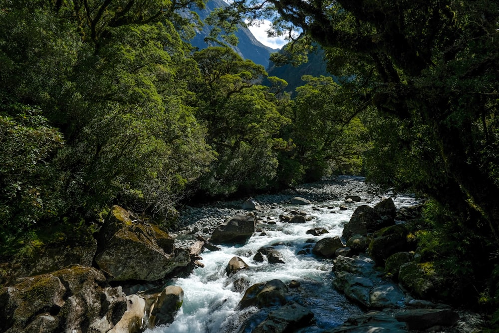 river in the middle of green trees